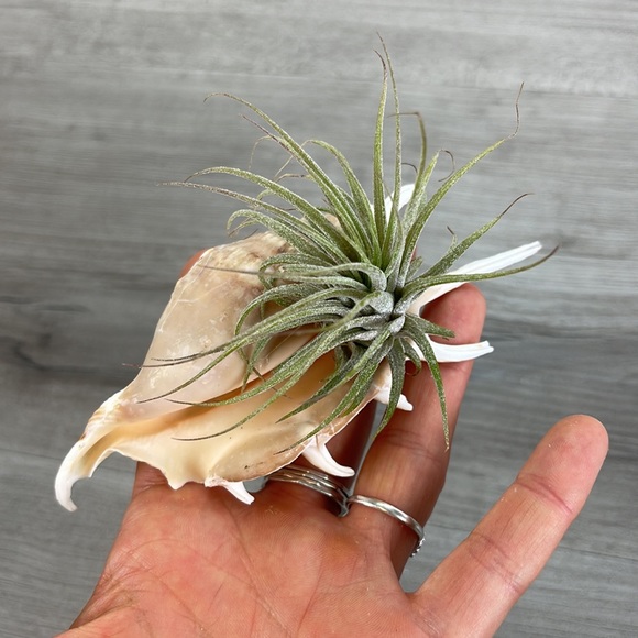 🔆AIR PLANT BUDDY🔆 WITH REAL SEA SHELL HAND MADE AND UNIQUE - Picture 6 of 16